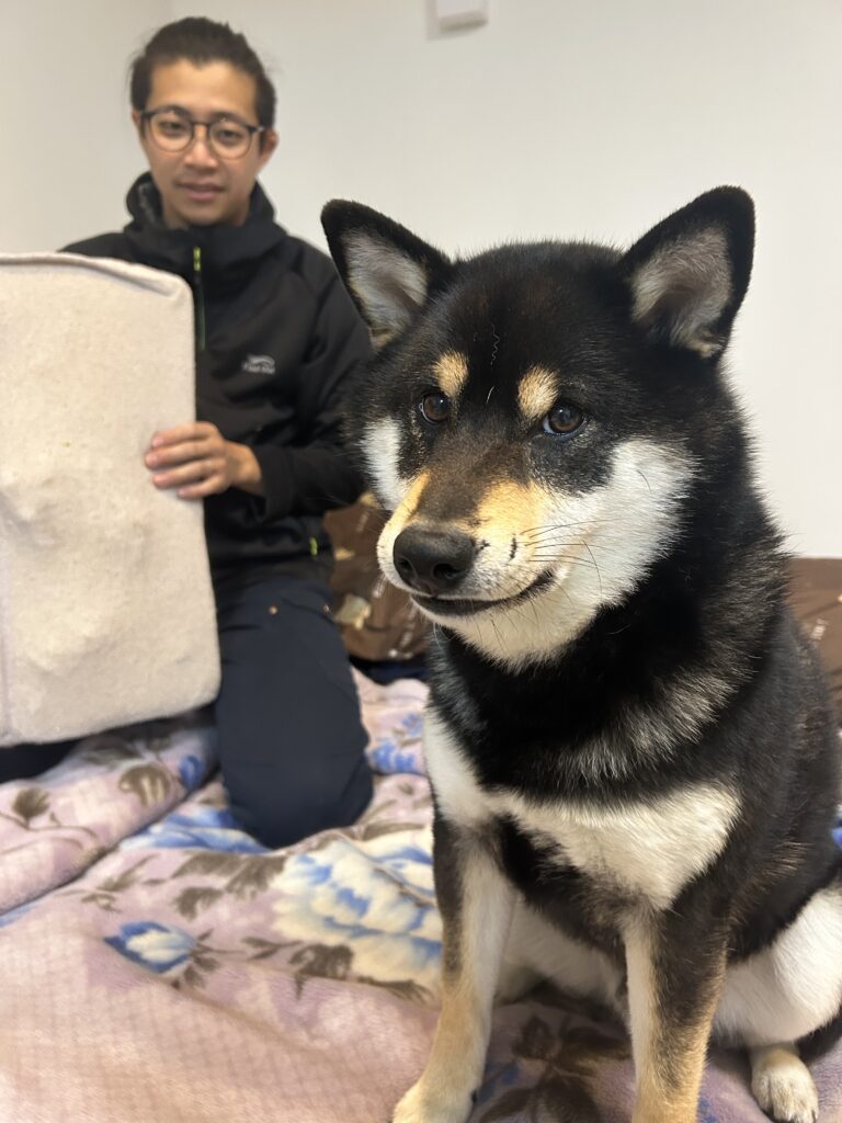 いたずらをしてにやりと笑う黒柴ごまち