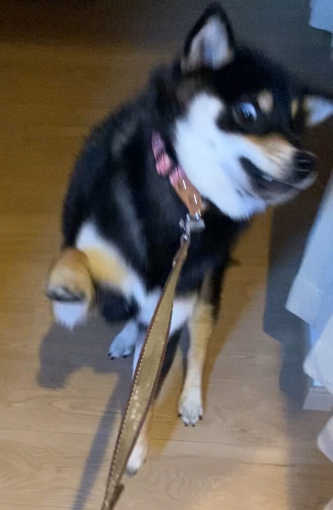 朝の散歩を拒否する黒柴ごまち