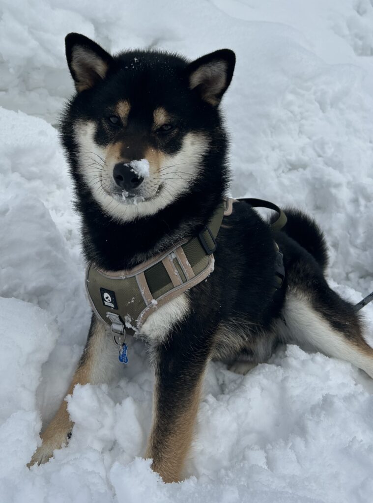 もっと雪遊びがしたくて拒否柴する黒柴ごまち