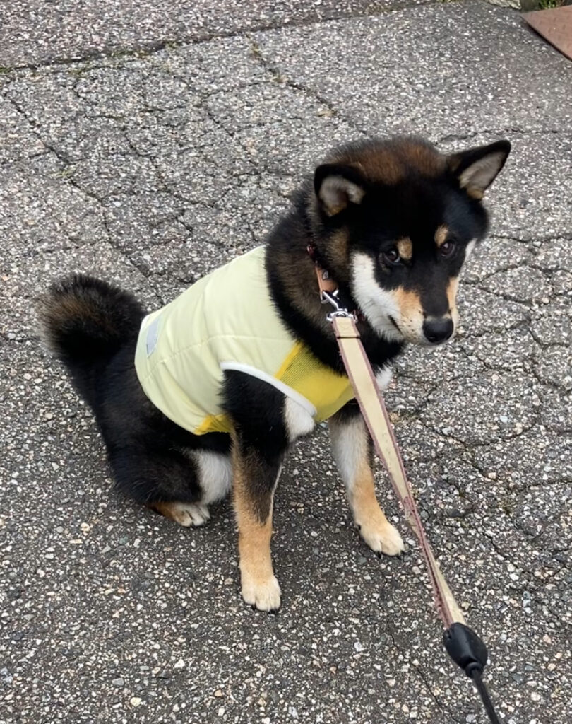 服がいやで散歩を拒否柴する黒柴ごまち