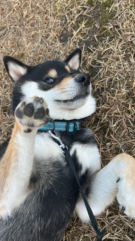 散歩中にへそてんする黒柴ごまち
