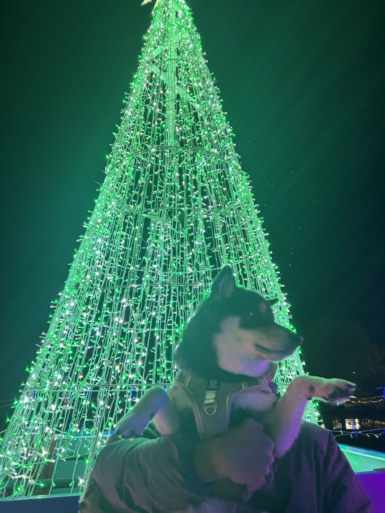 イルミネーションの中を散歩した黒柴ごまち