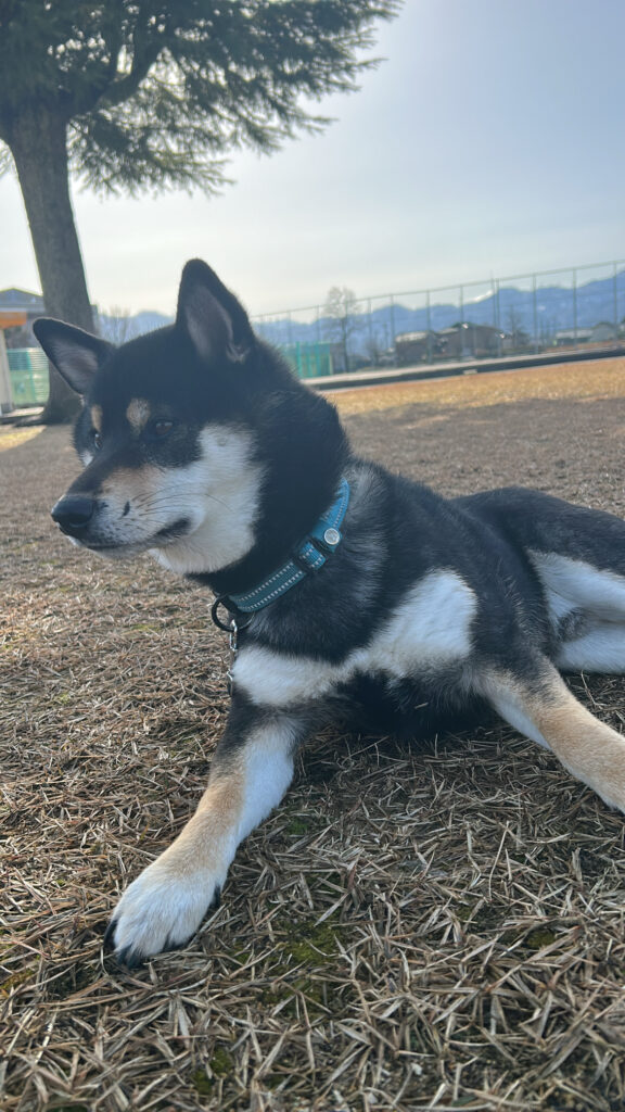 散歩中に周囲を観察する黒柴ごまち