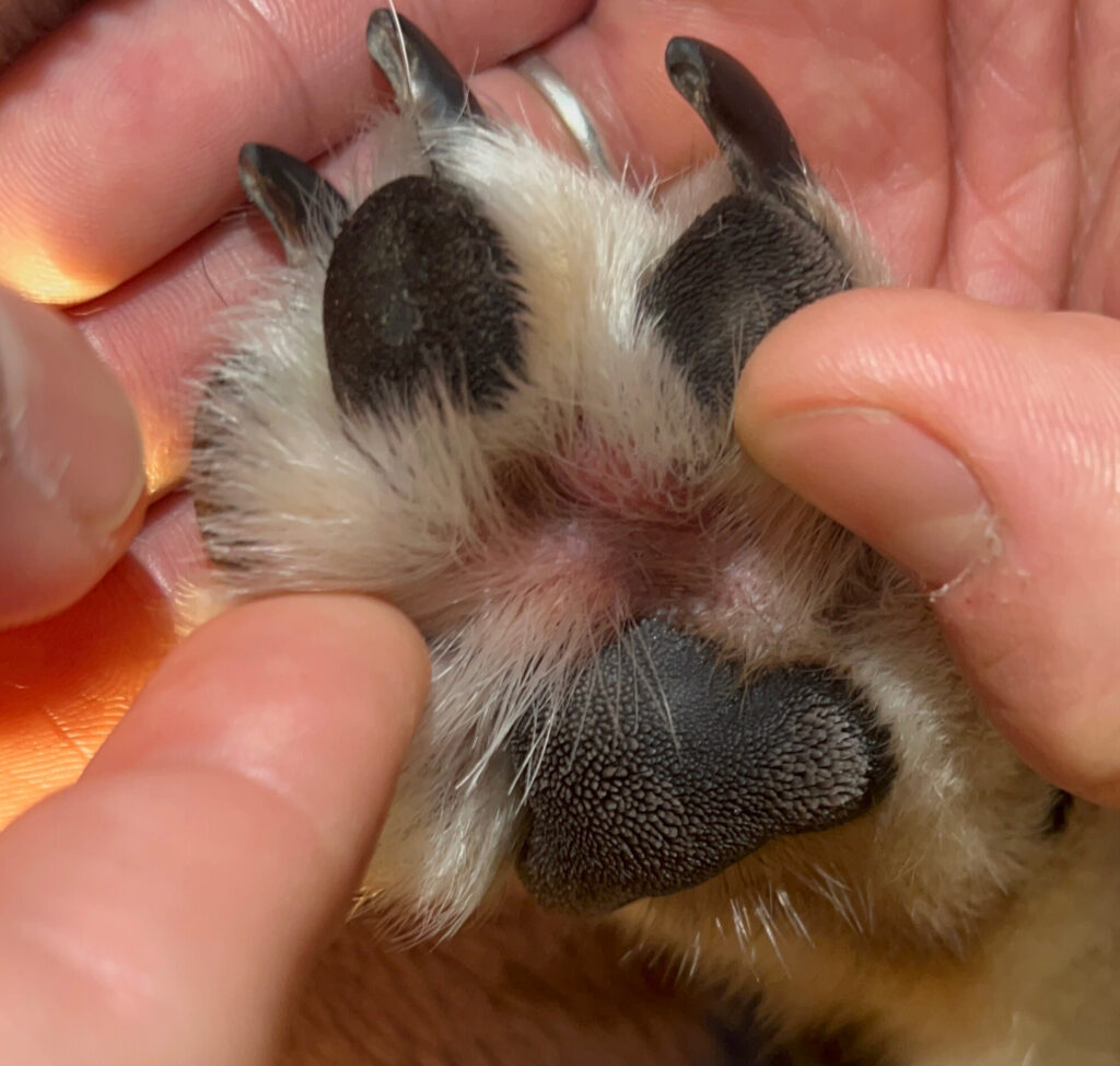 黒柴ごまちの赤くなった肉球