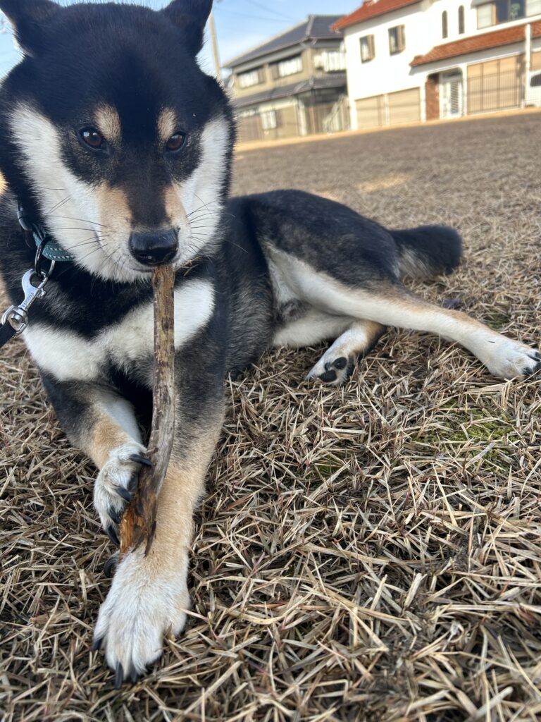 木の枝を食べる黒柴ごまち