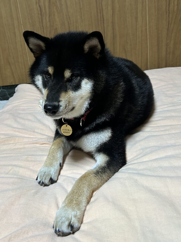 黒柴ごまちが飼い主をそっと睨みつける表情の写真