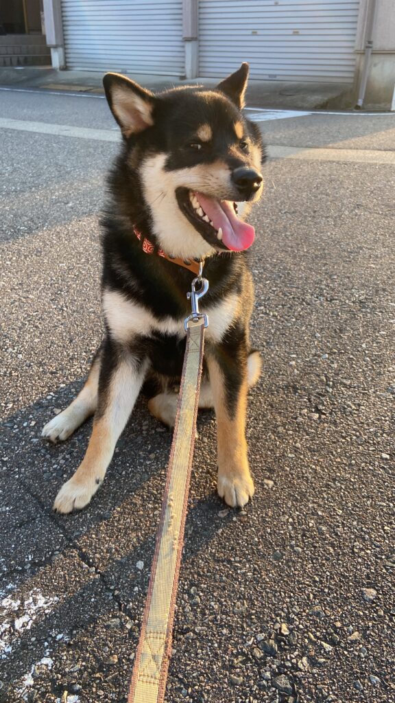 黒柴ごまちが動きたくないと主張する拒否柴ショット