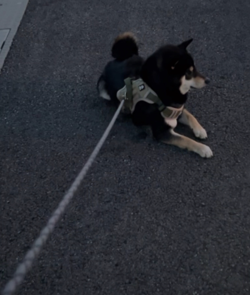 鳥に釘付けで散歩を拒否柴する黒柴ごまち