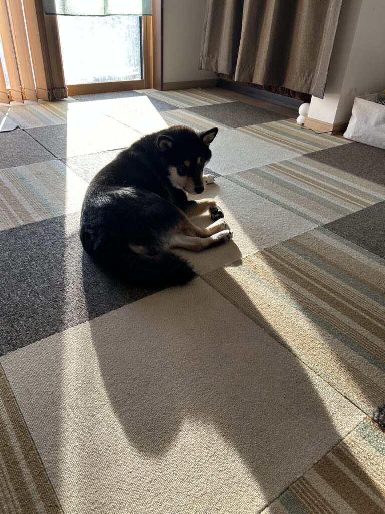 ひなたぼっこする黒柴ごまち