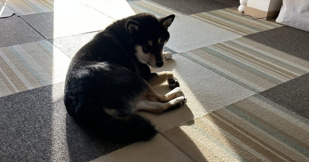 窓際でひなたぼっこする黒柴ごまち