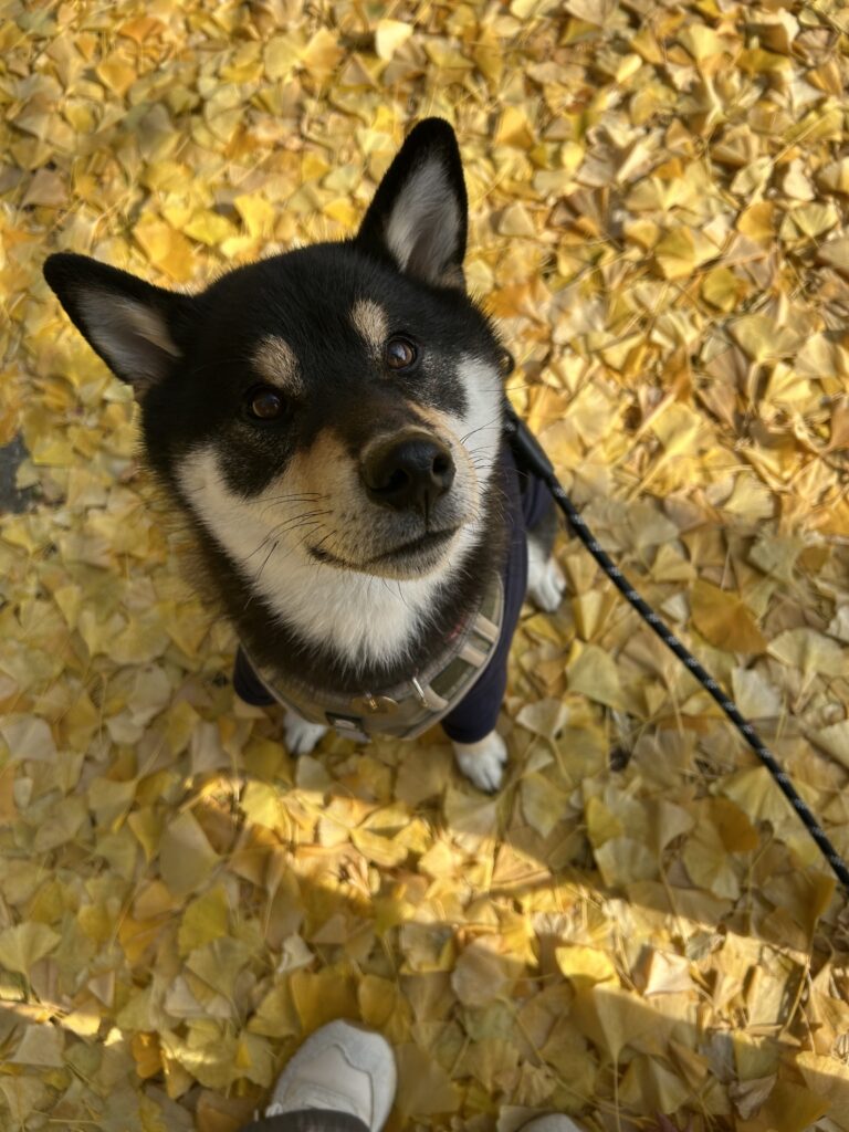 川口湖の紅葉と黒柴ごまち