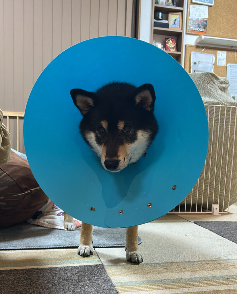 エリザベスカラーをつけられて拗ねる黒柴ごまち