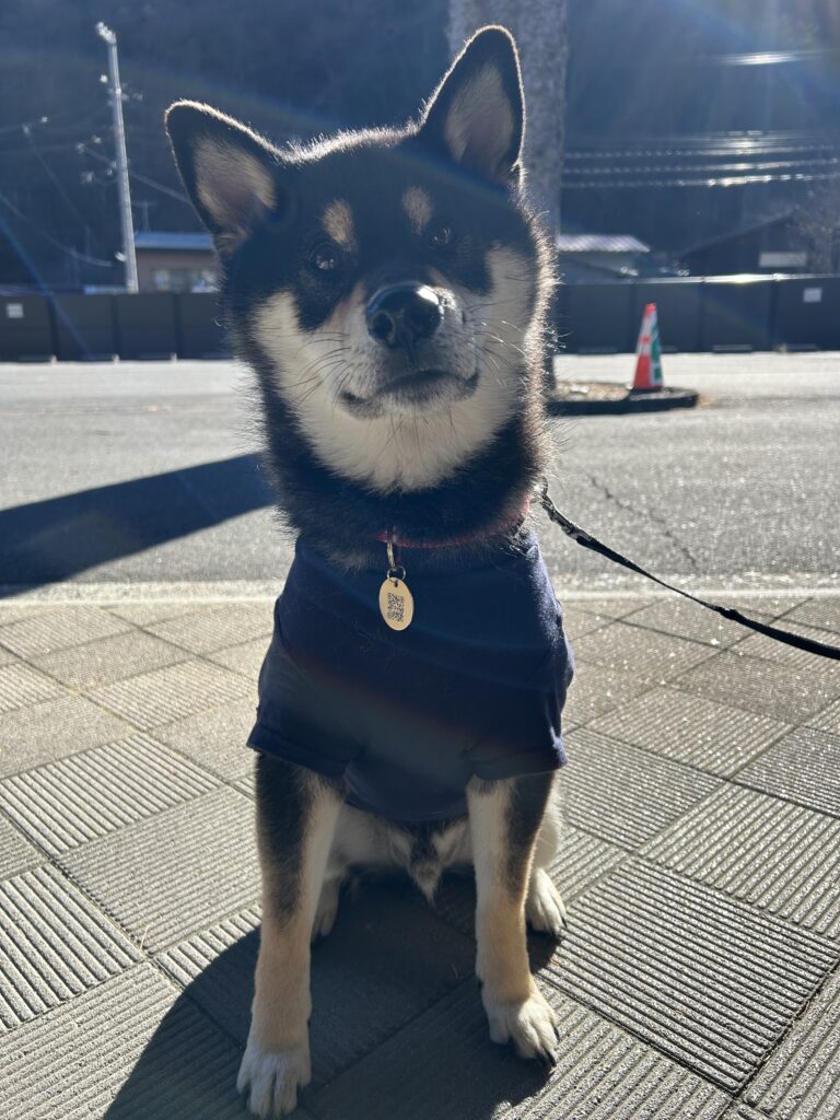道の駅でうれしそうに散歩する黒柴ごまち