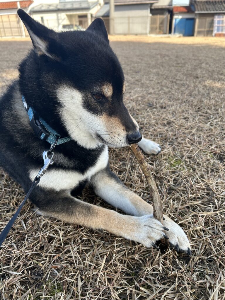 木の枝をくわえる黒柴ごまち