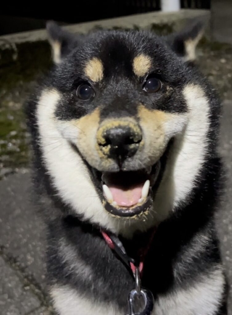 黒柴ごまちのユーモアあふれる笑顔ショット