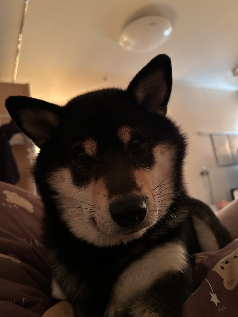 飼い主を起こしに来る黒柴ごまち