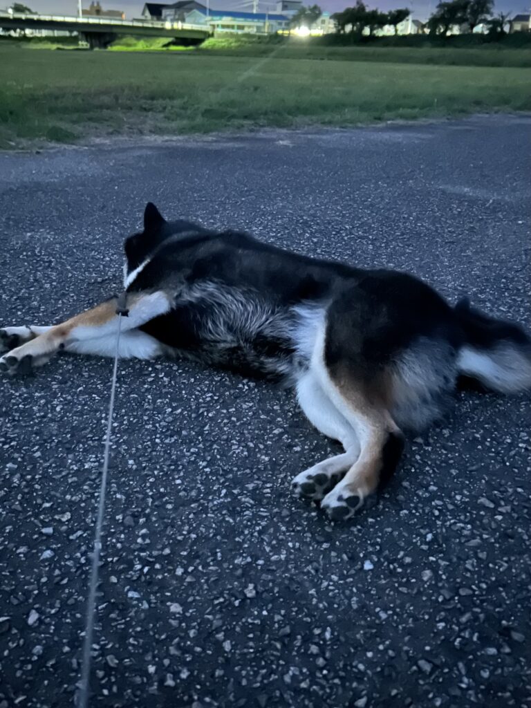 歩き疲れて道で寝転び拒否柴する黒柴ごまち